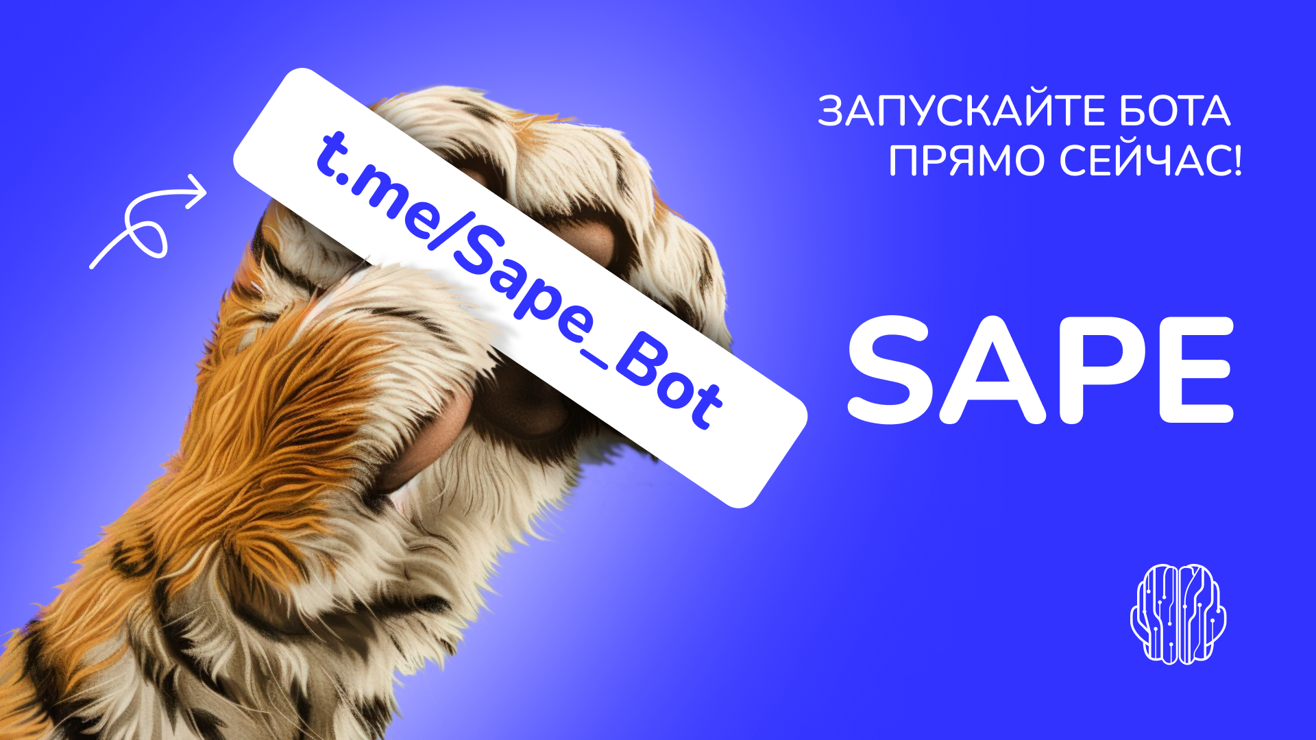 Telegram-бот Sape Official: помощник по управлению аккаунтом в Sape